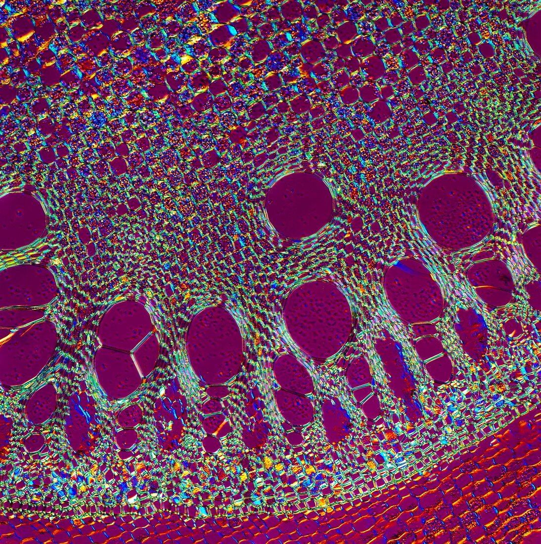 Sarsaparilla plant stem,light micrograph