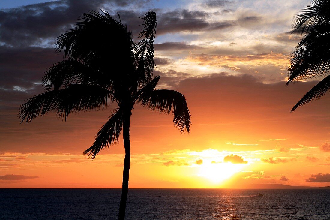 Palm trees on a beach at sunset