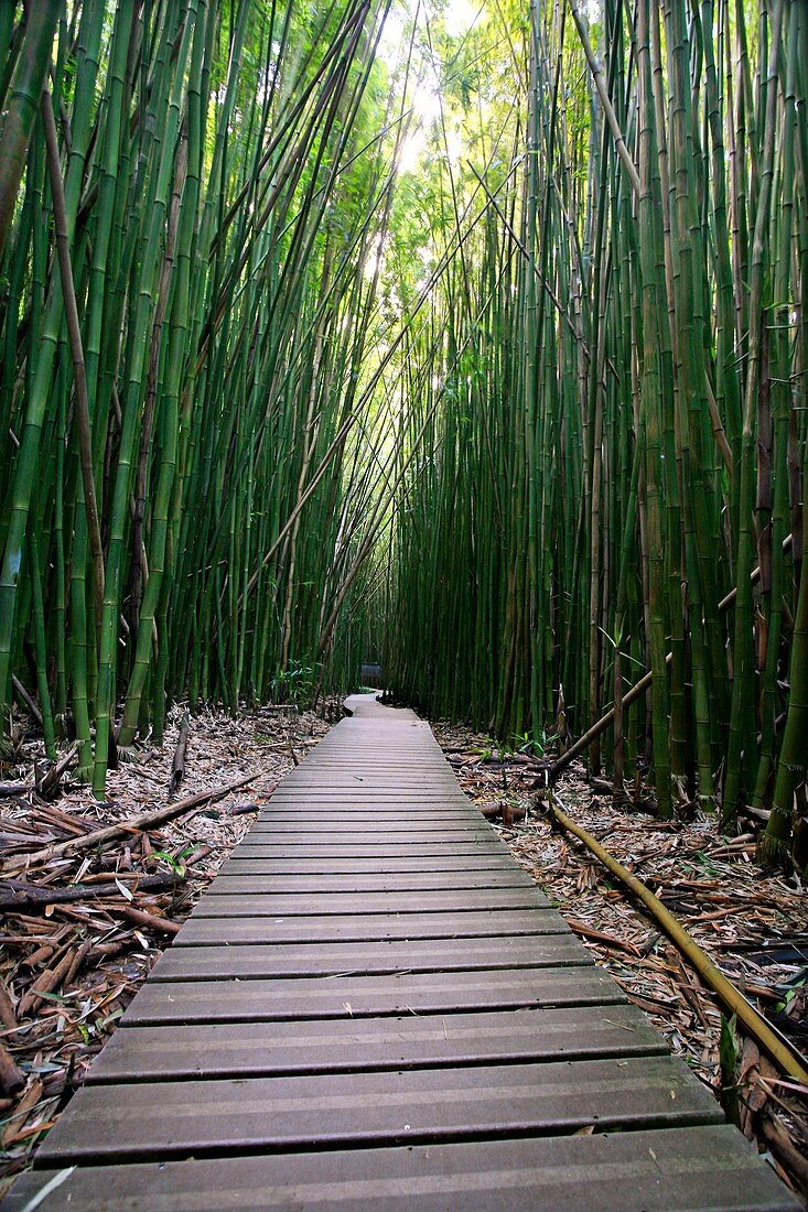 Bamboo forest,Hawaii