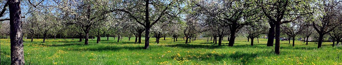 Flowering apple orchard