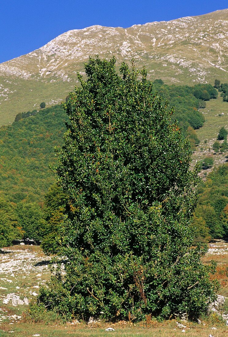 Holly (Ilex aquifolium)