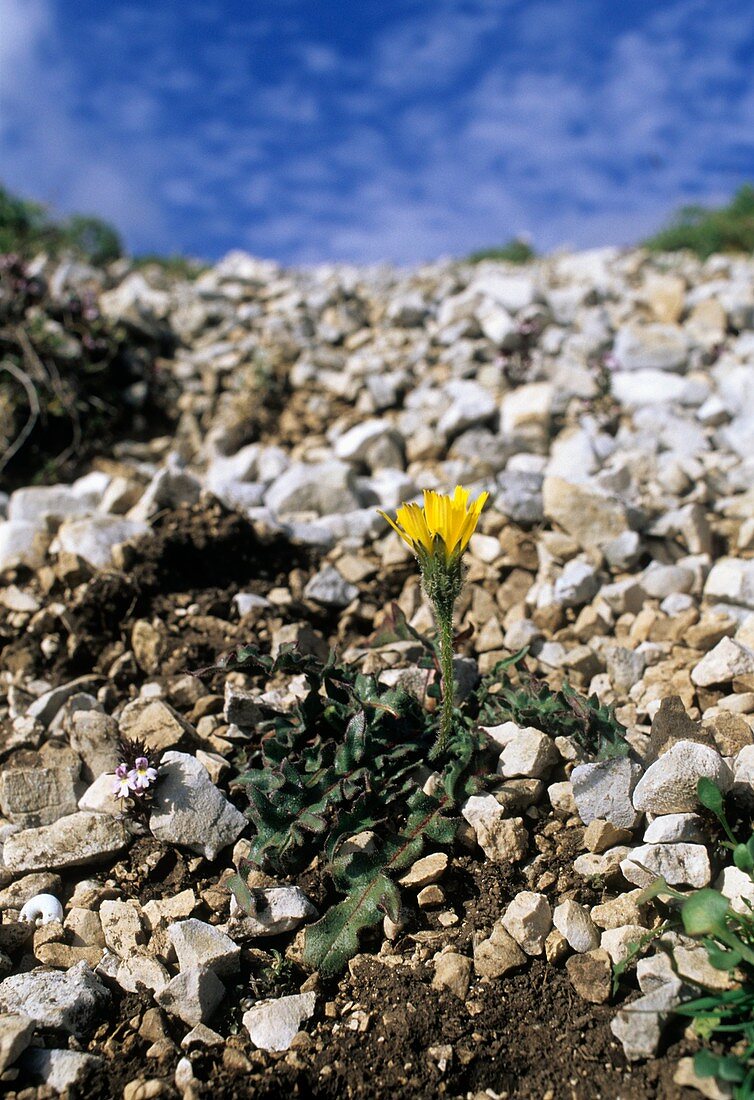 Leontodon hispidus