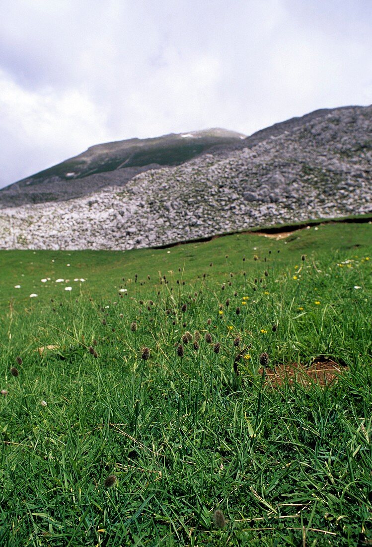 Alpine Timothy (Phleum alpinum)