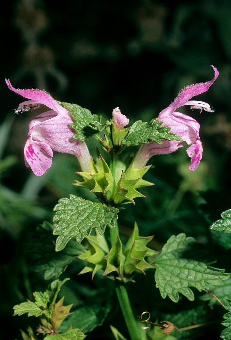 Deadnettle (Lamium garganicum)