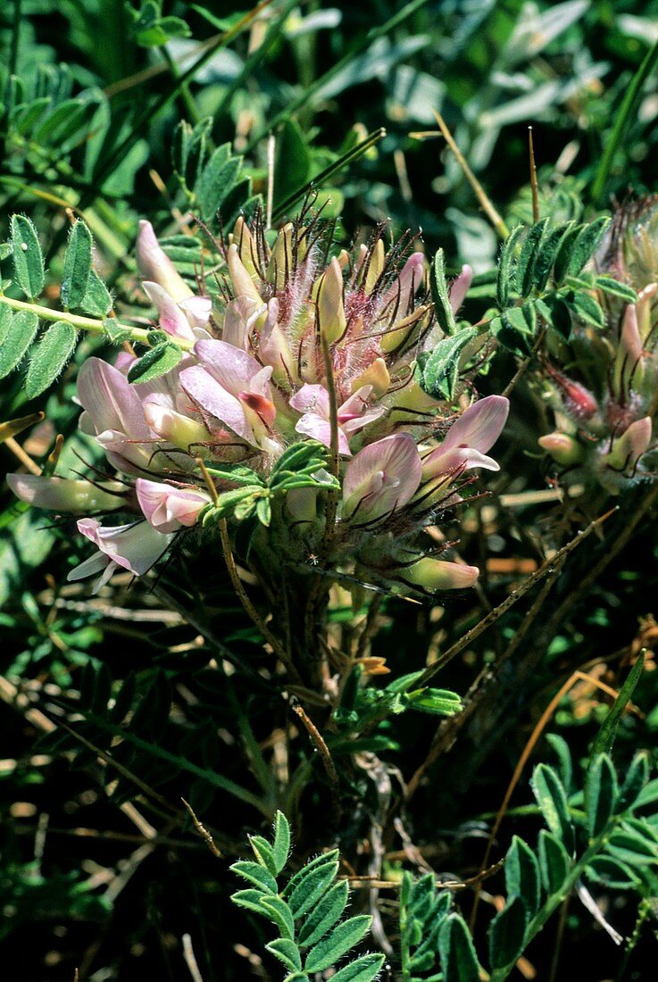 Astragalus sempervirens