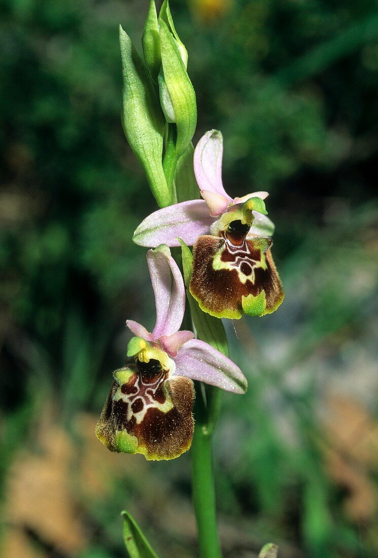 Late Spider Orchid (Ophrys fuciflora)