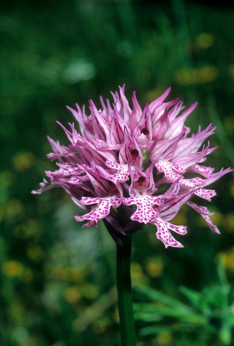 Toothed Orchid (Orchis tridentata)