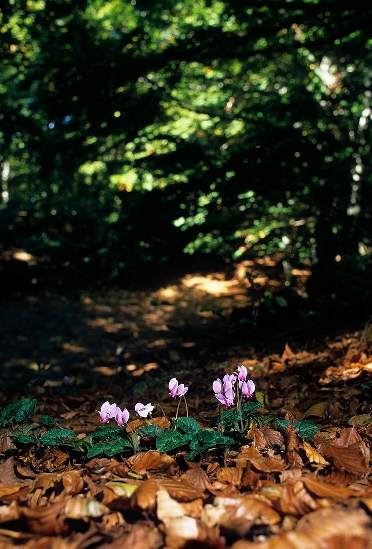 Cyclamen hederifolium