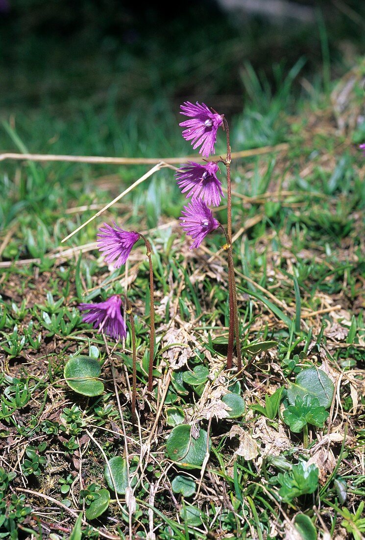 Alpine Snowbell (Soldanella alpina)