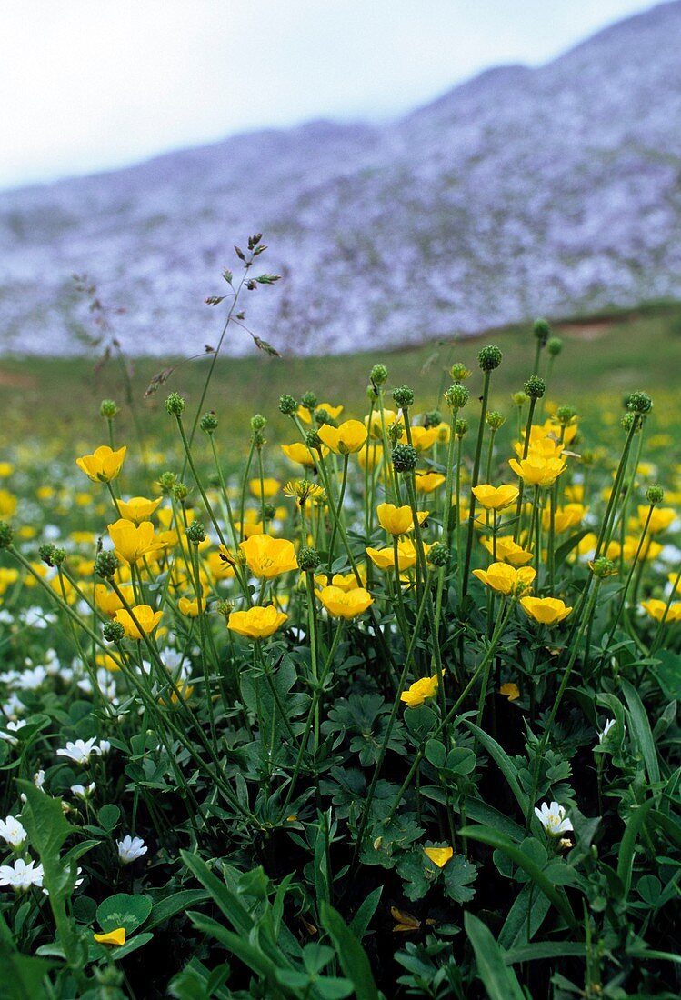 Buttercup (Ranunculus apenninus)