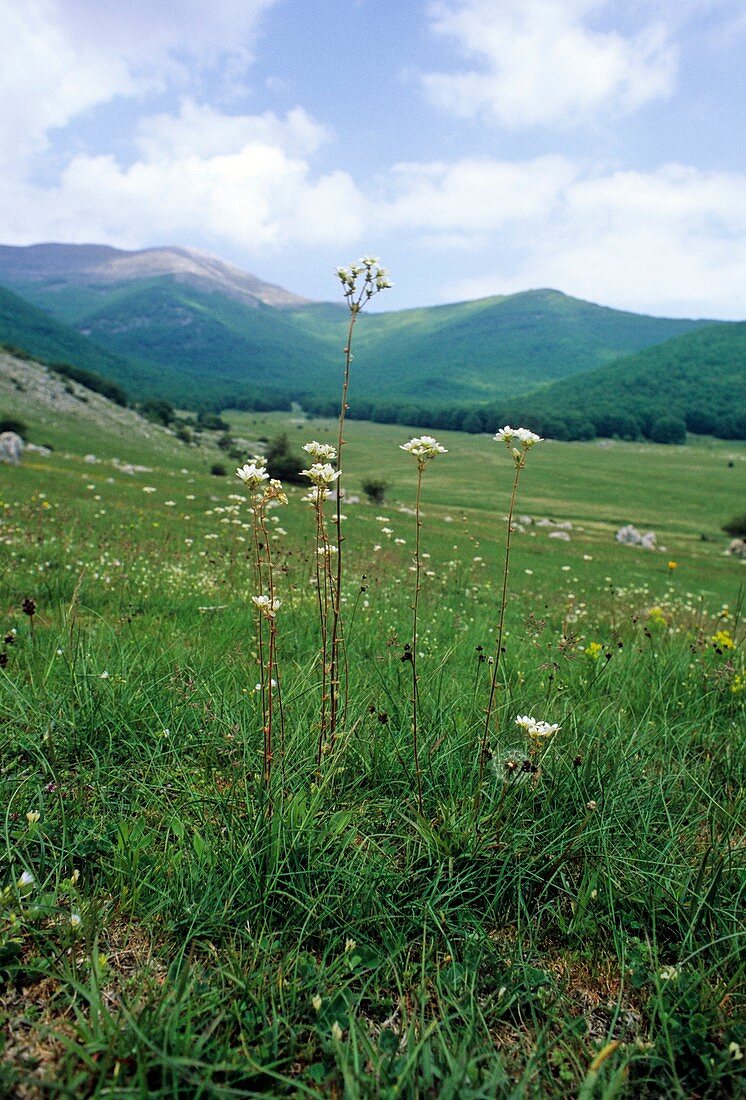 Saxifrage (Saxifraga bulbifera)