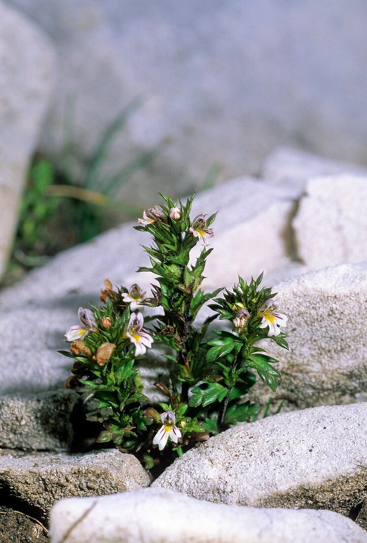 Euphrasia liburnica