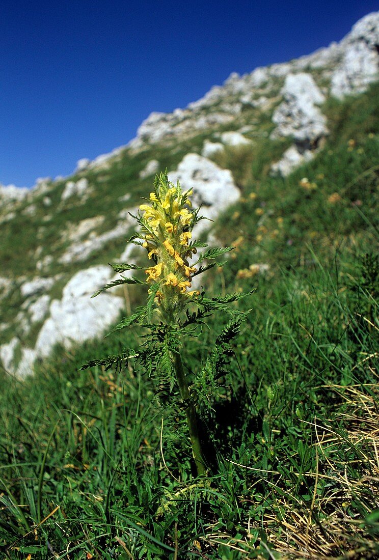 Pedicularis foliosa