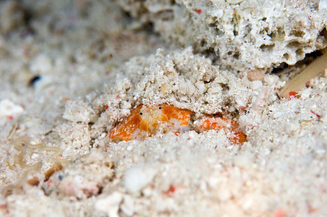 Pebble crab burying in the sand