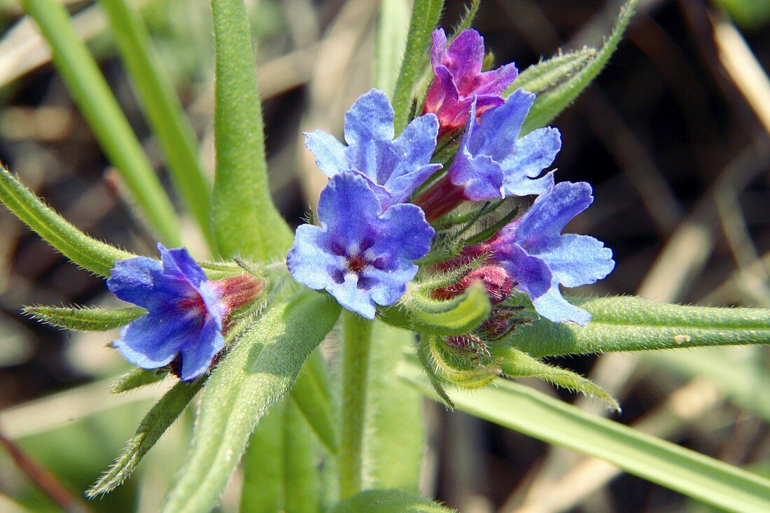 Buglossoides purpurocaerulea