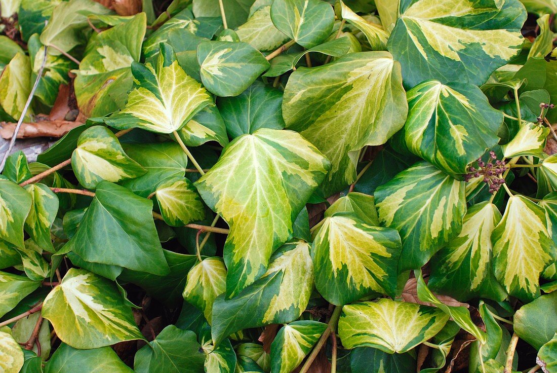 Ivy (Hedera colchica 'Sulphur Heart')