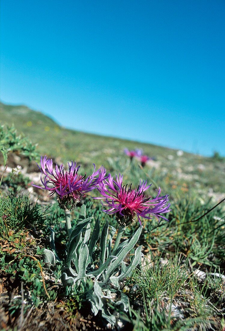 Centaurea triumfettii