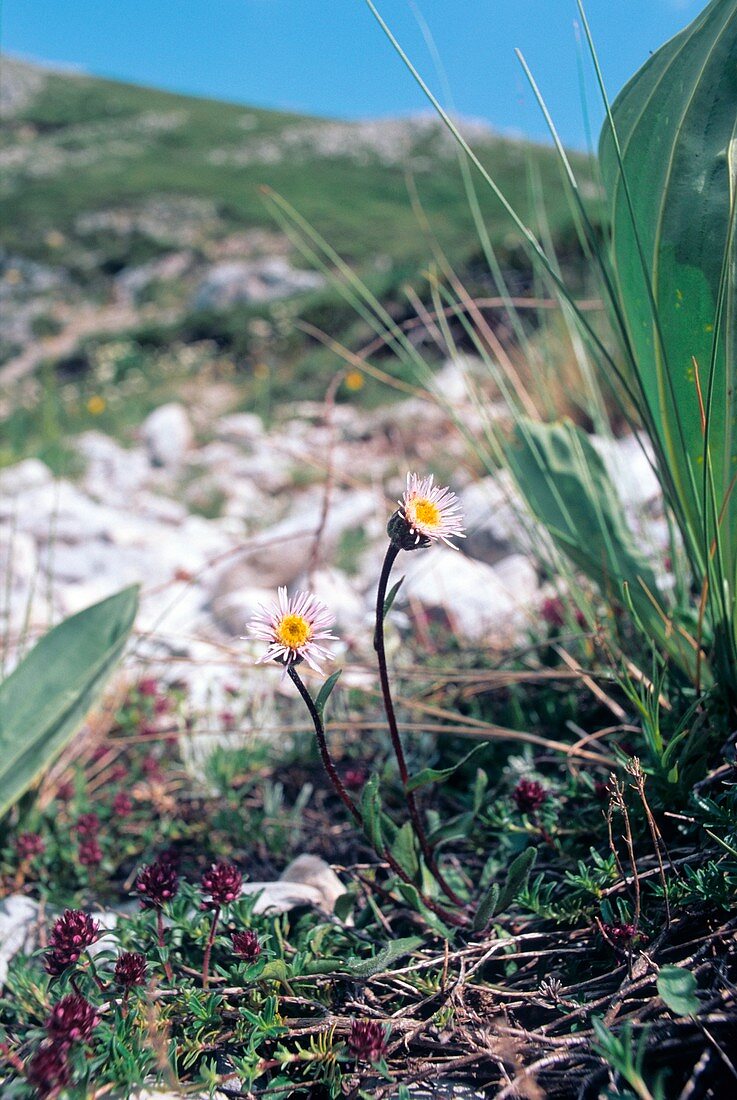 Alpine Fleabane (Erigeron alpinus)