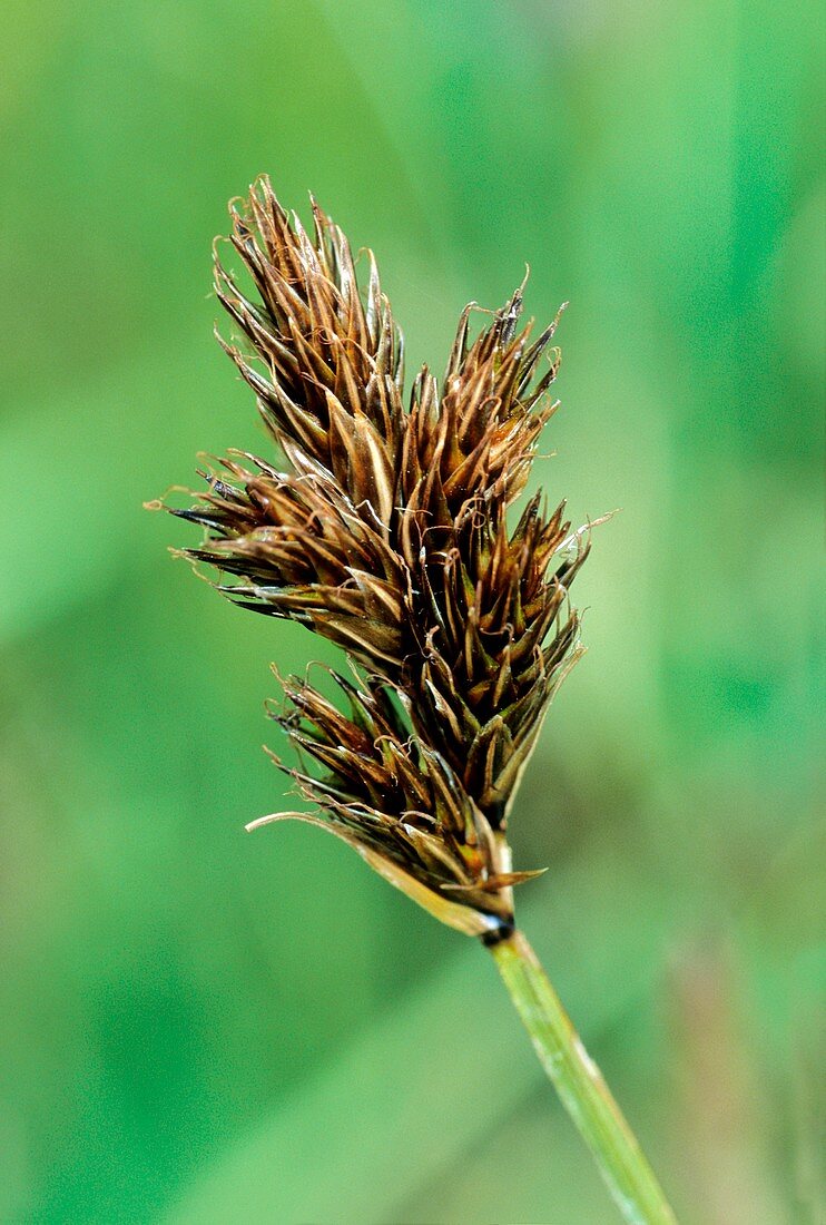 Carex leporina