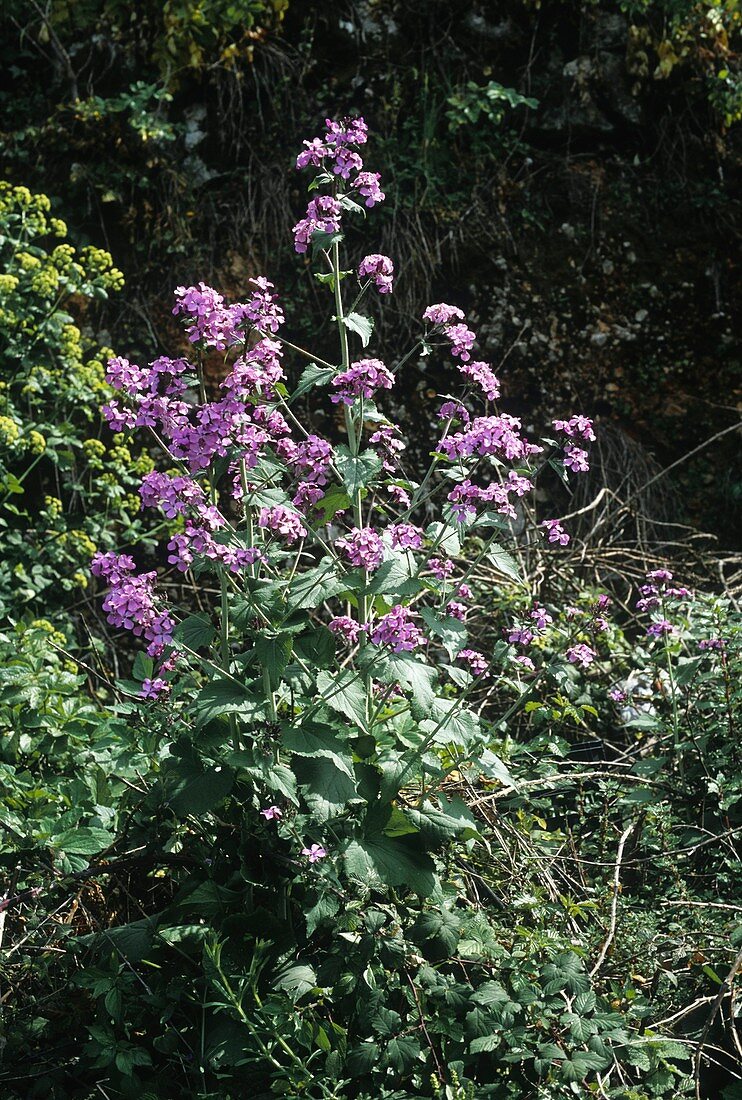 Lunaria annua subsp. pachyrhiza