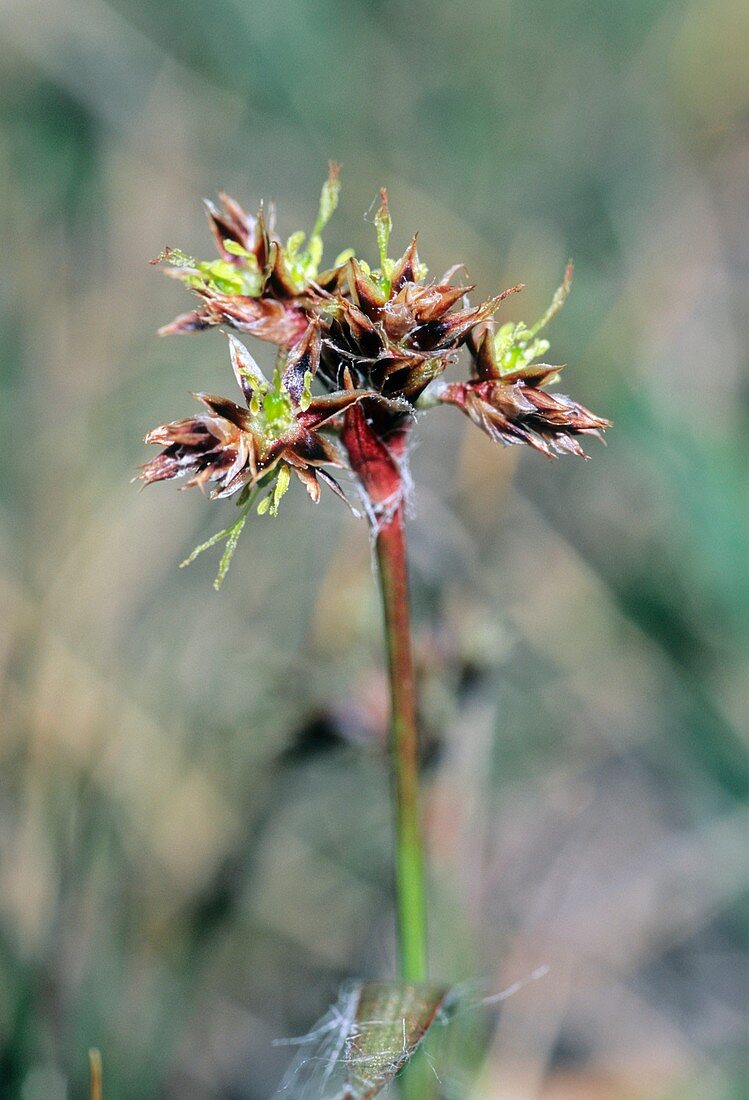 Field Woodrush (Luzula campestris)