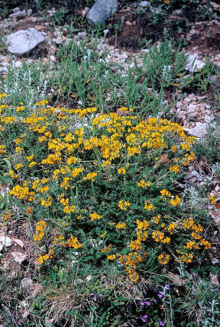 Horseshoe Vetch (Hippocrepis comosa)