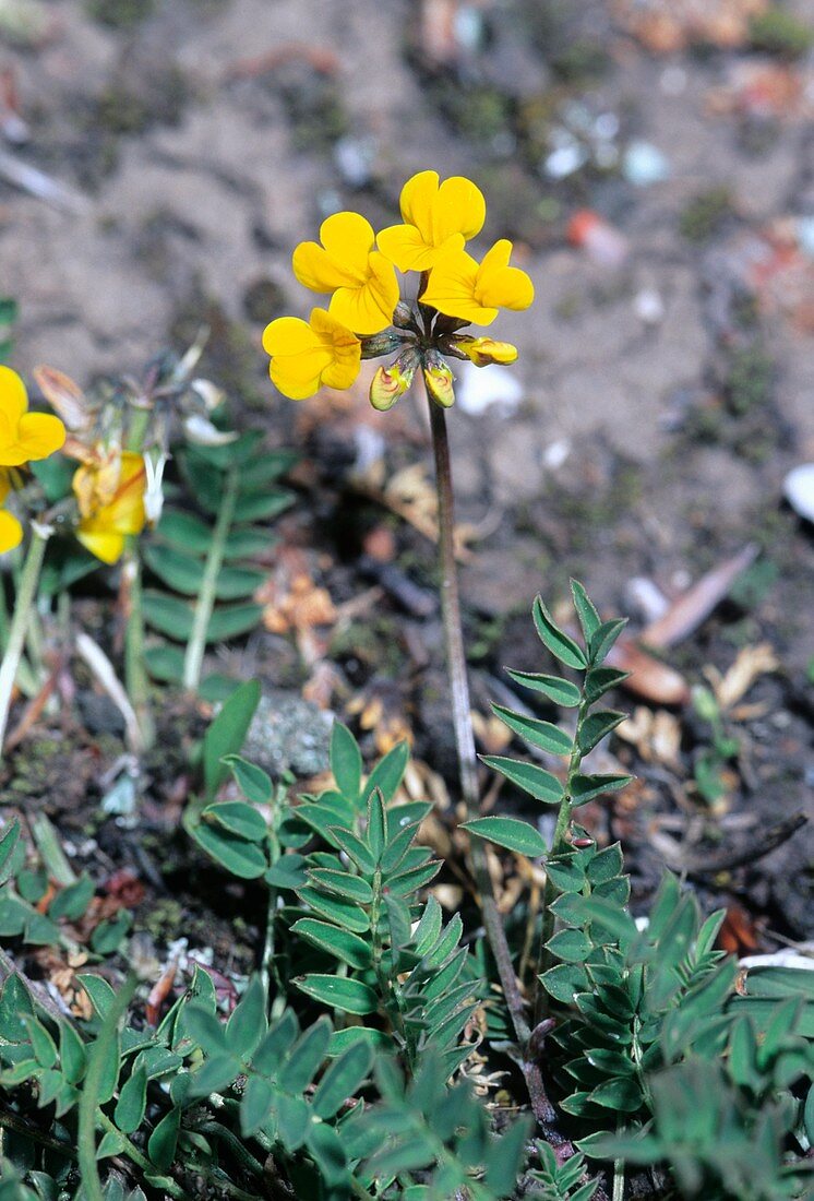 Horseshoe Vetch (Hippocrepis comosa)