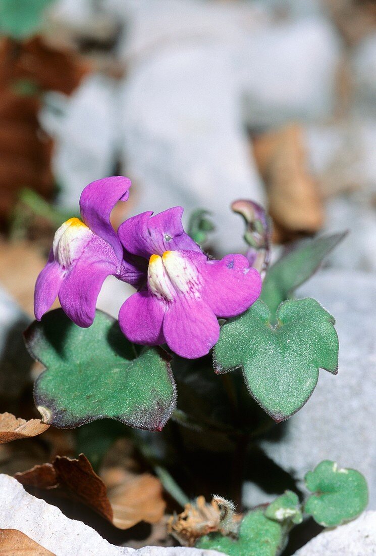 Toadflax (Cymbalaria pallida)