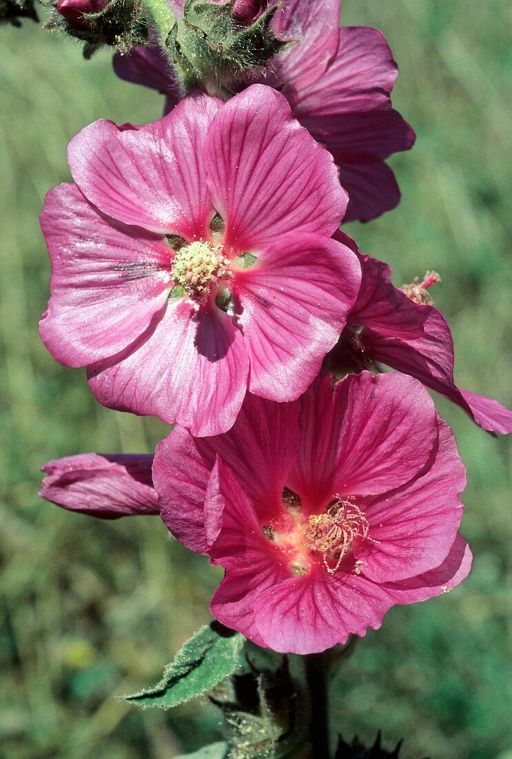 Mediterranean Mallow (Lavatera olbia)