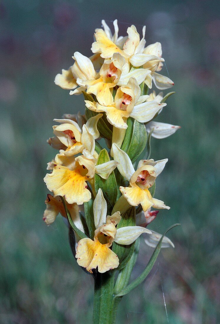 Elder Orchid (Orchis sambucina)