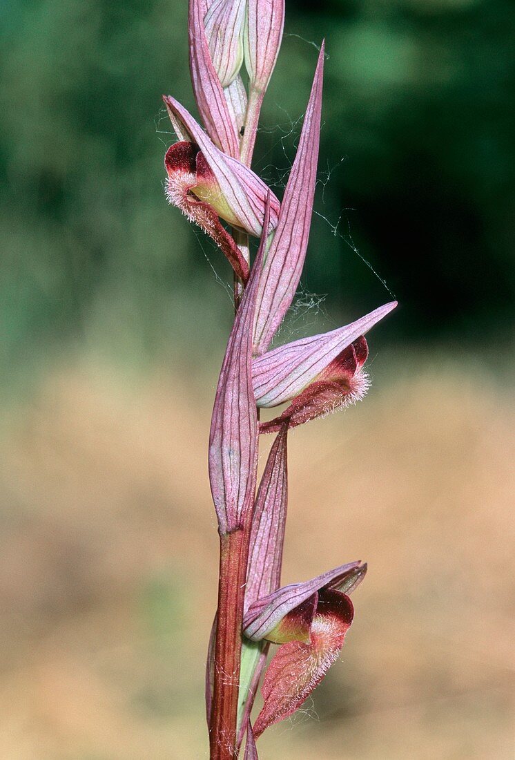 Orchid (Serapias vomeracea)