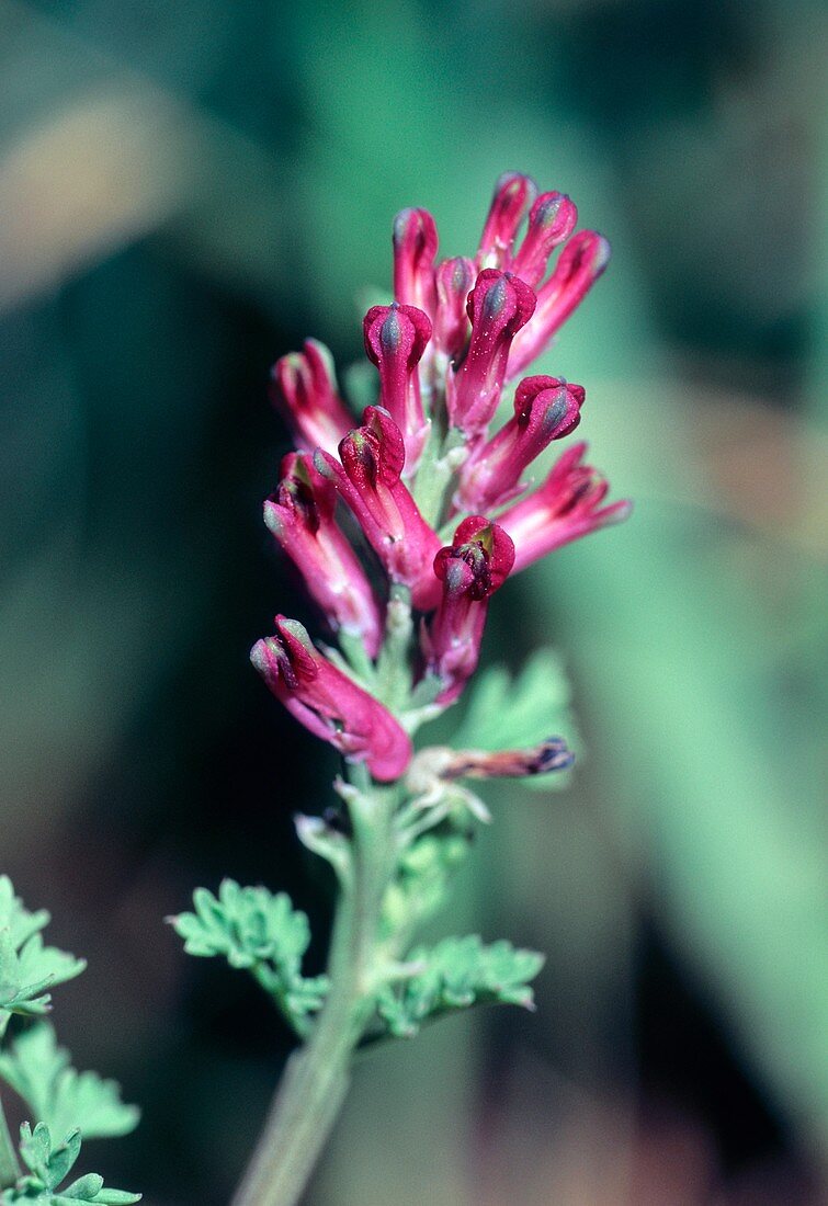 Fumitory (Fumaria officinalis)