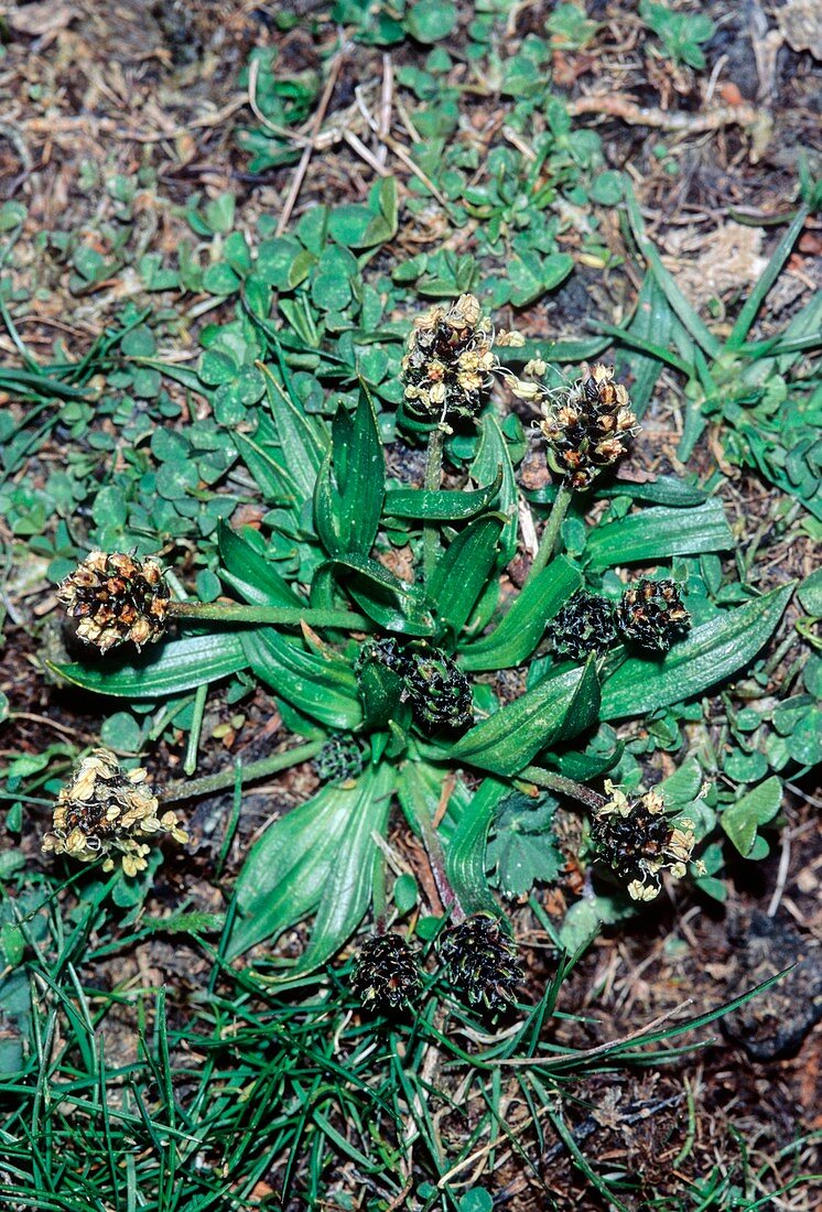 Plantago atrata