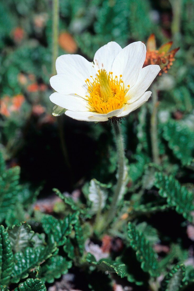 Mountain Avens (Dryas octopetala)