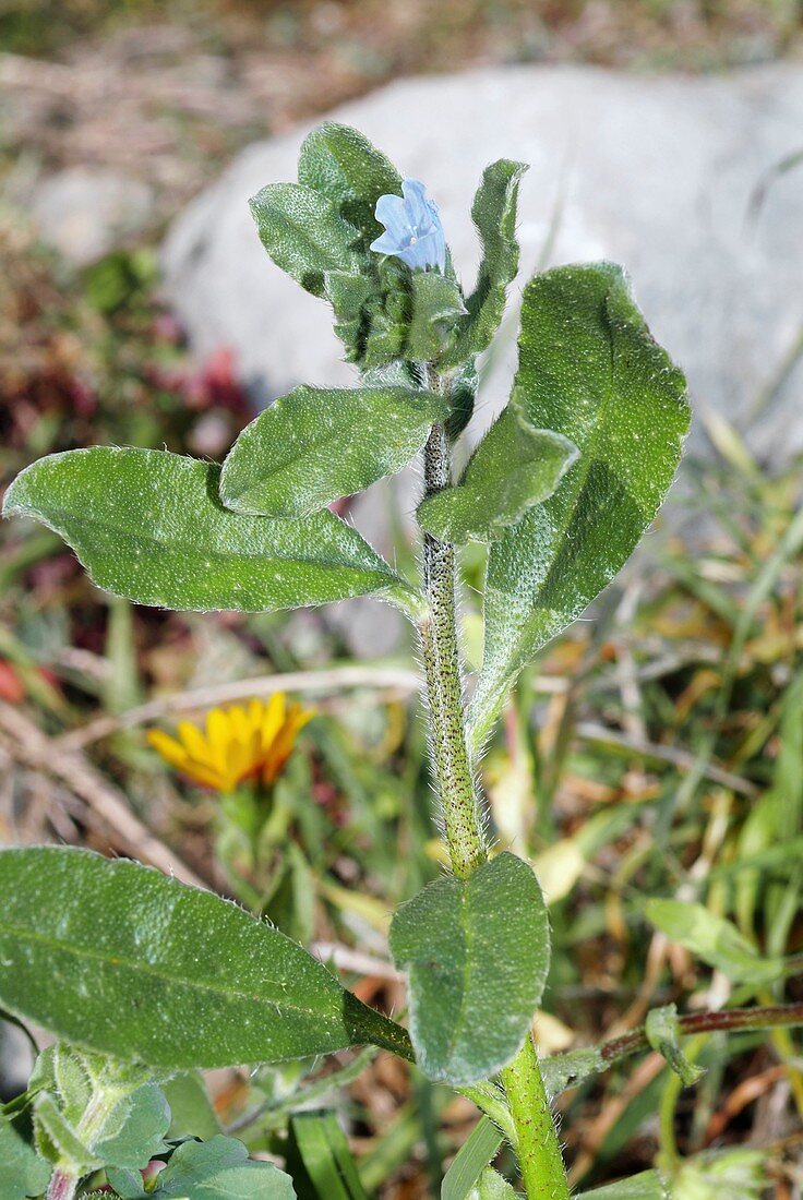 Bugloss (Echium parviflorum)