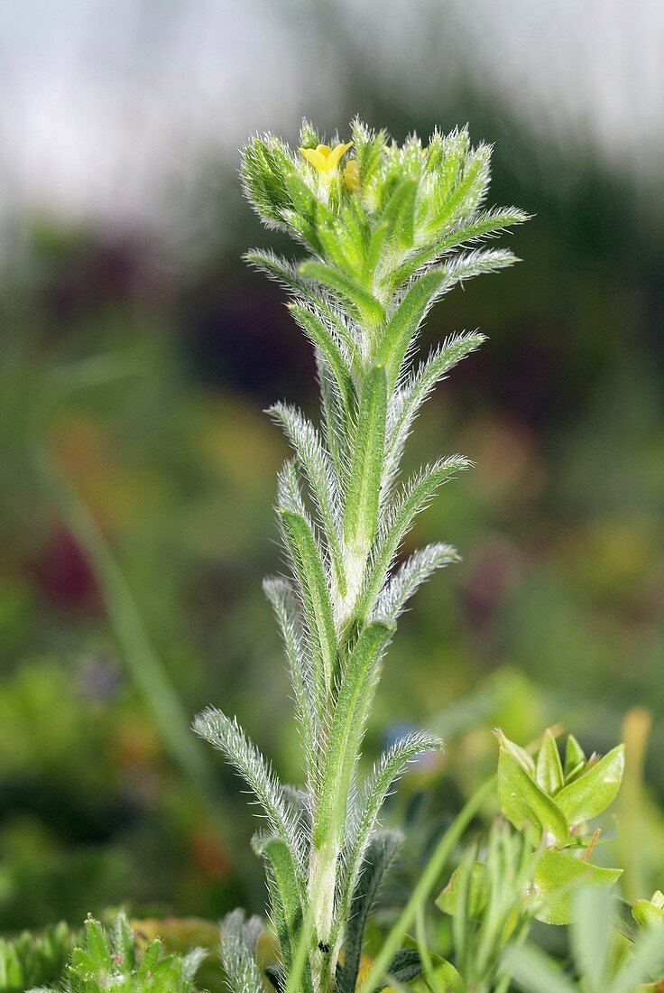 Yellow Gromwell (Neatostema apulum)