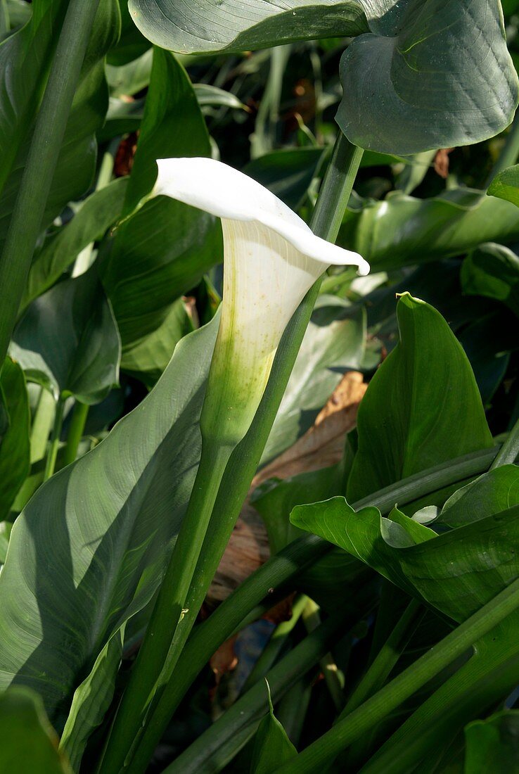 Calla Lily (Zantedeschia aethiopica)