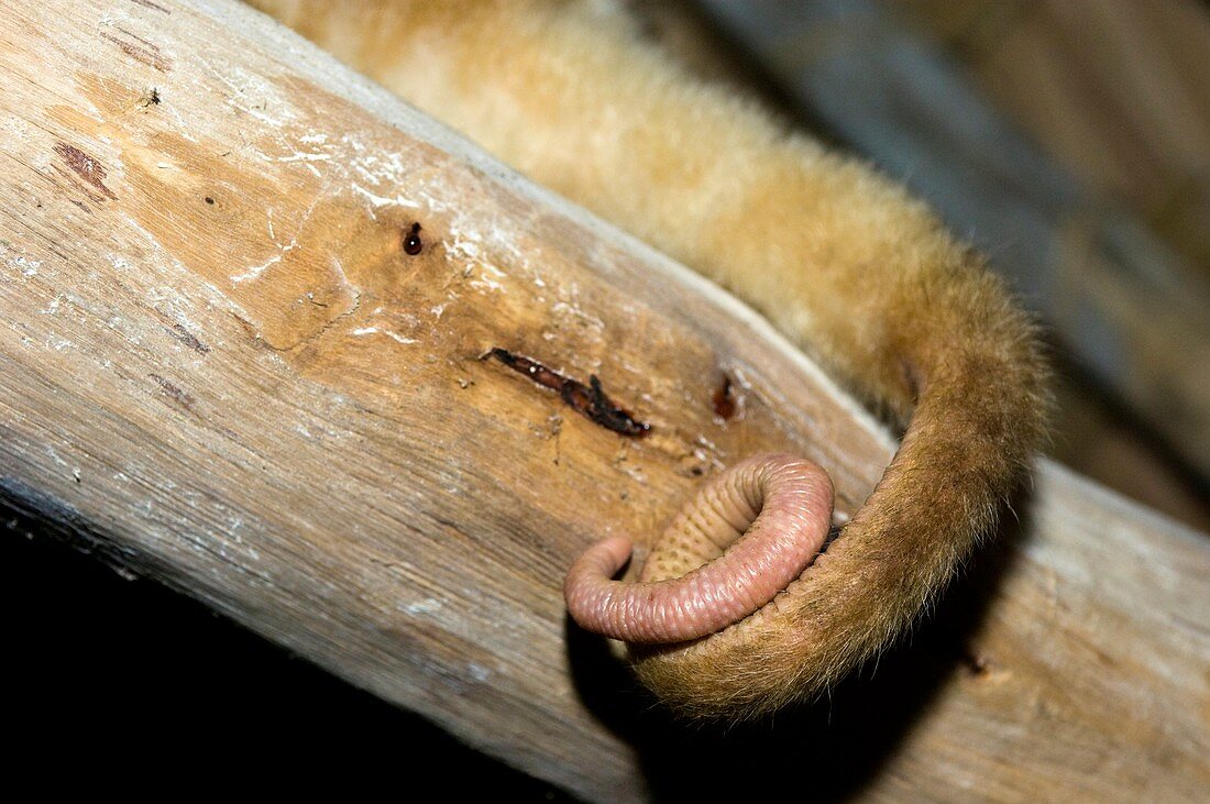 Spotted cuscus tail