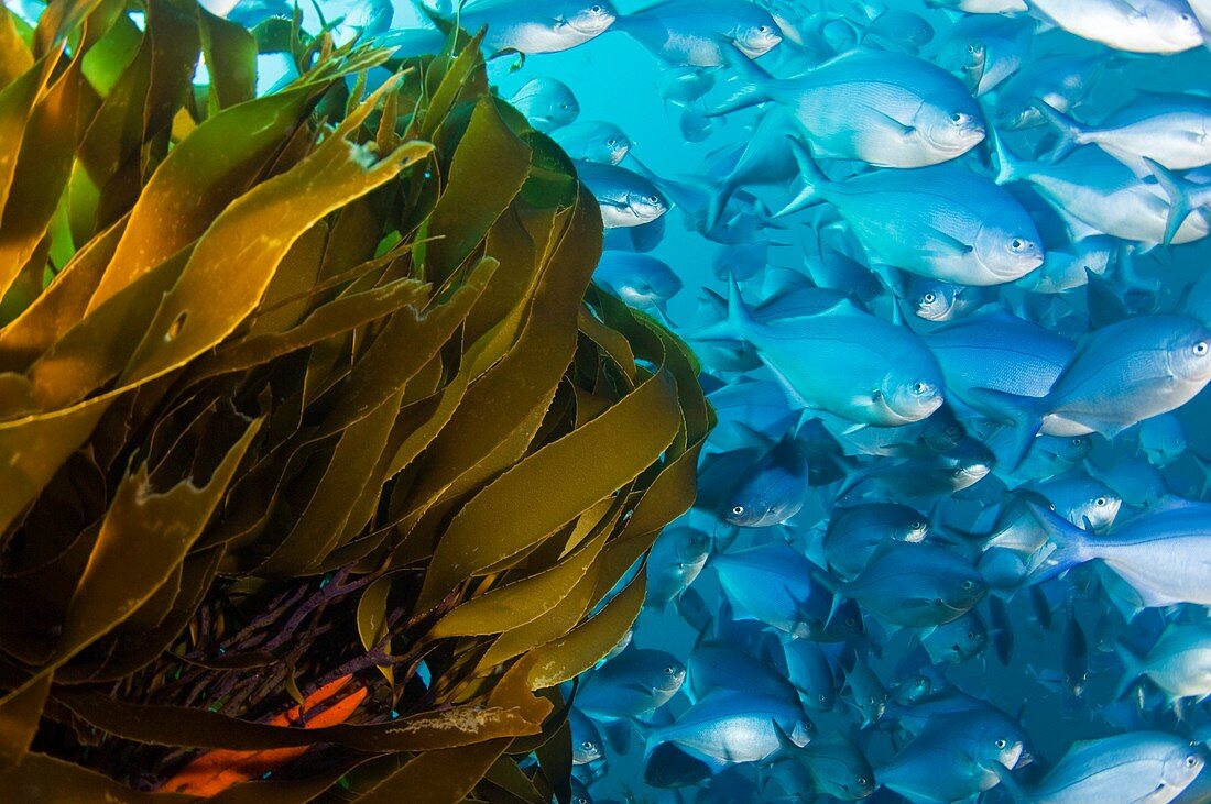 Strap kelp and blue maomao