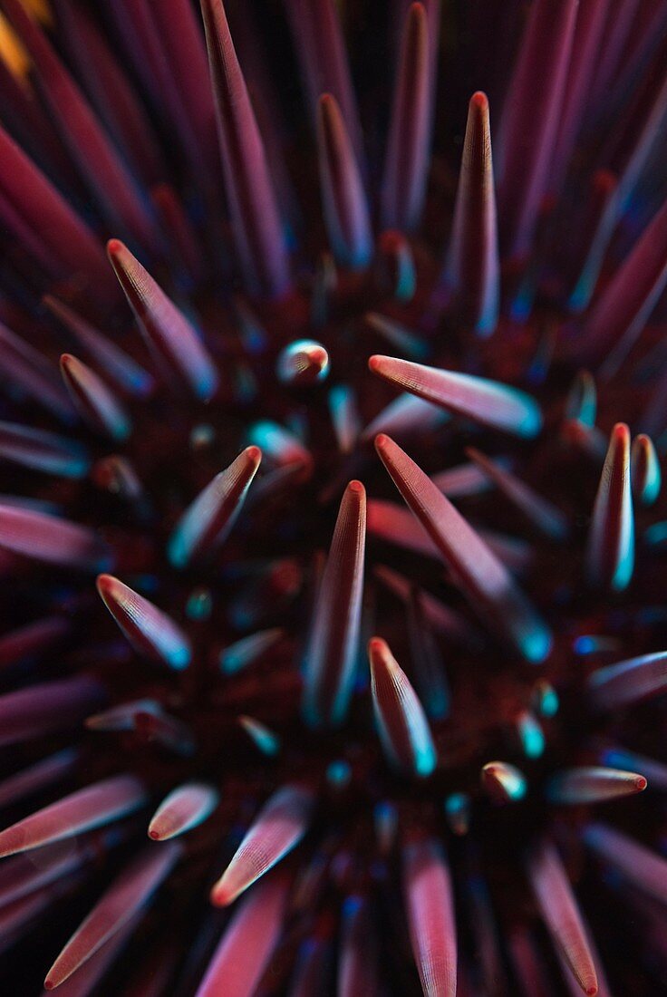 Fire urchin spines