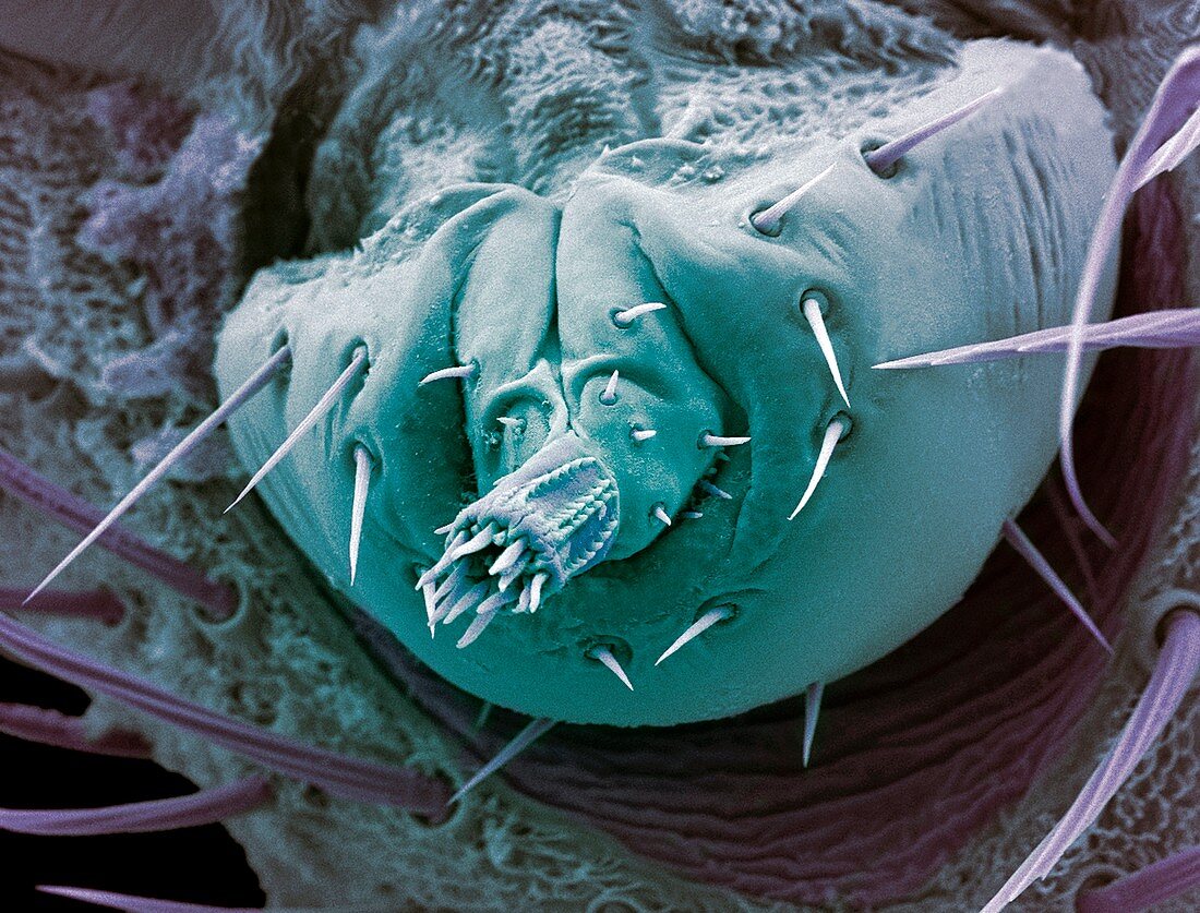 Bat tick mouthparts,SEM