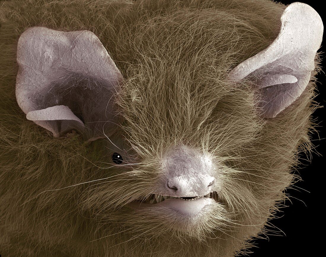 Head of a pipistrelle bat