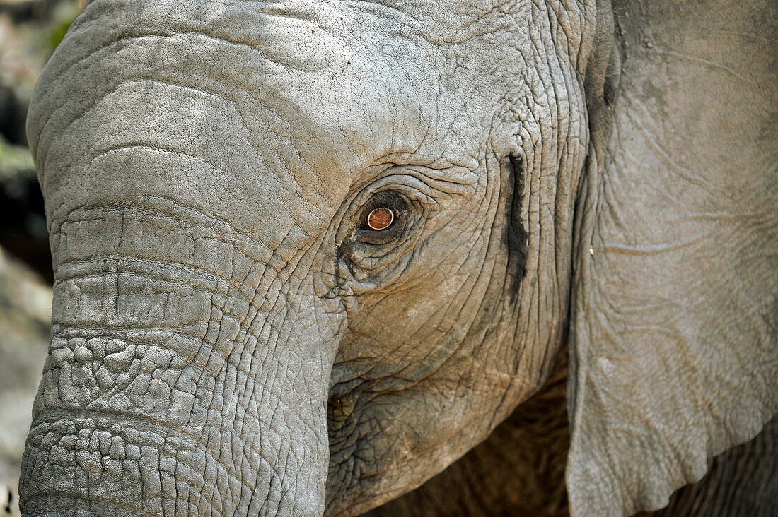 African elephant