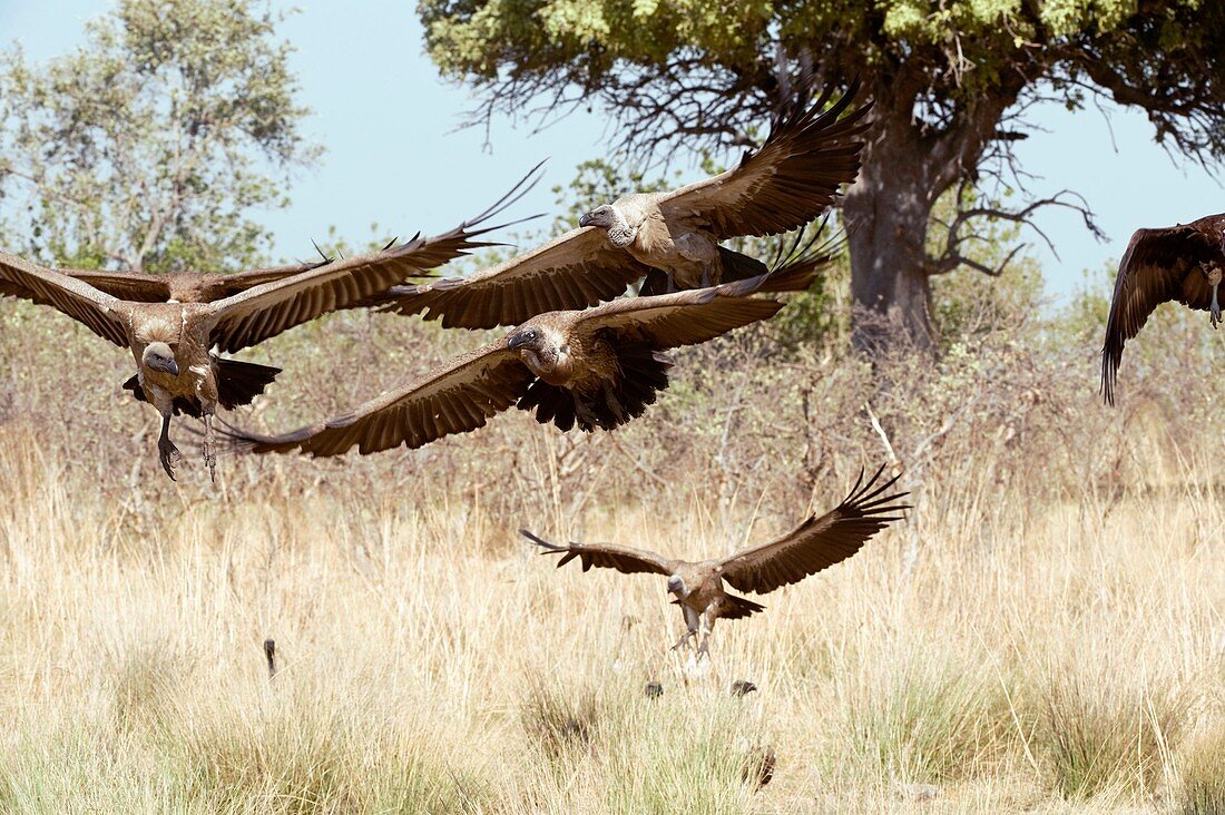 White-backed vultures in flight