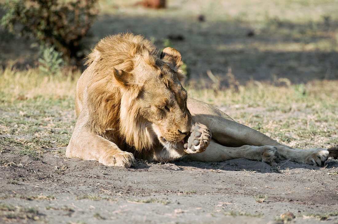 Lion cleaning its paw