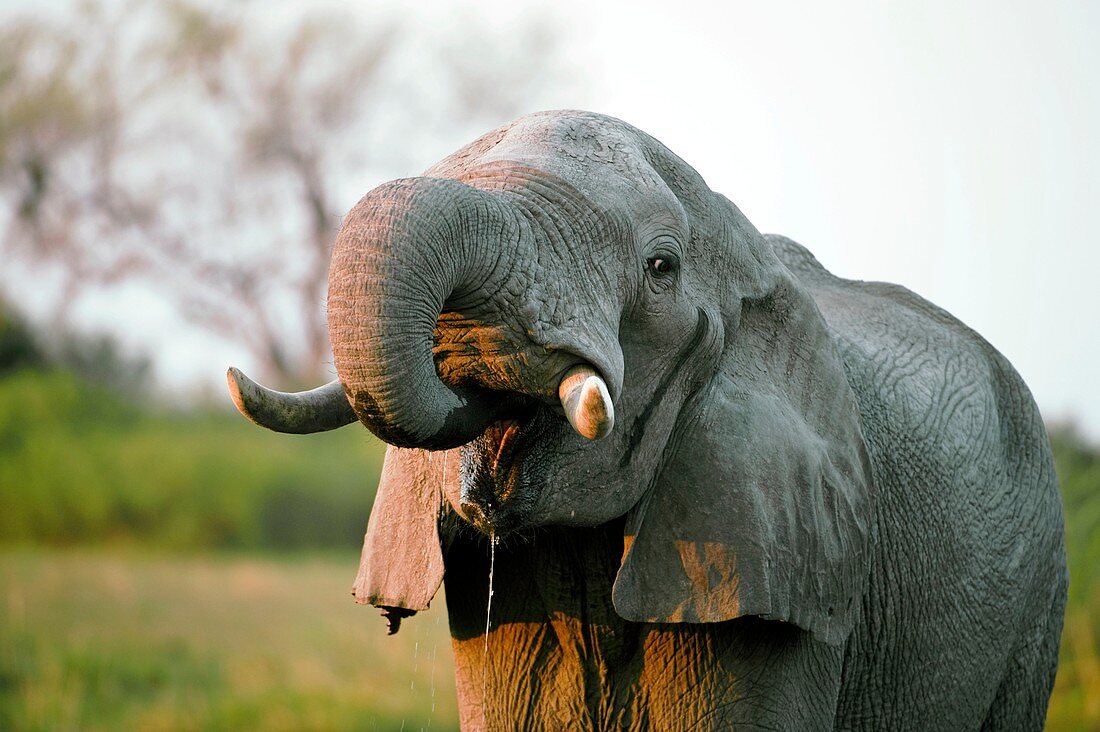 Male African elephant drinking