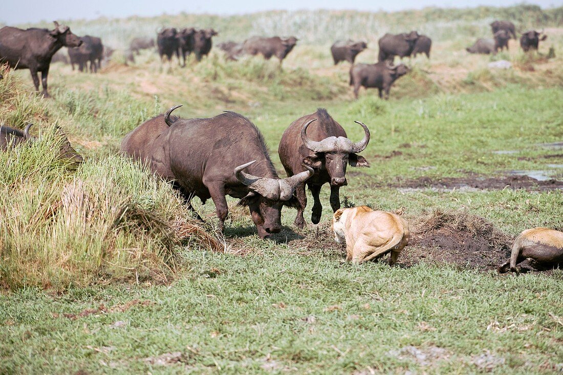 Lioness being charged by buffalo