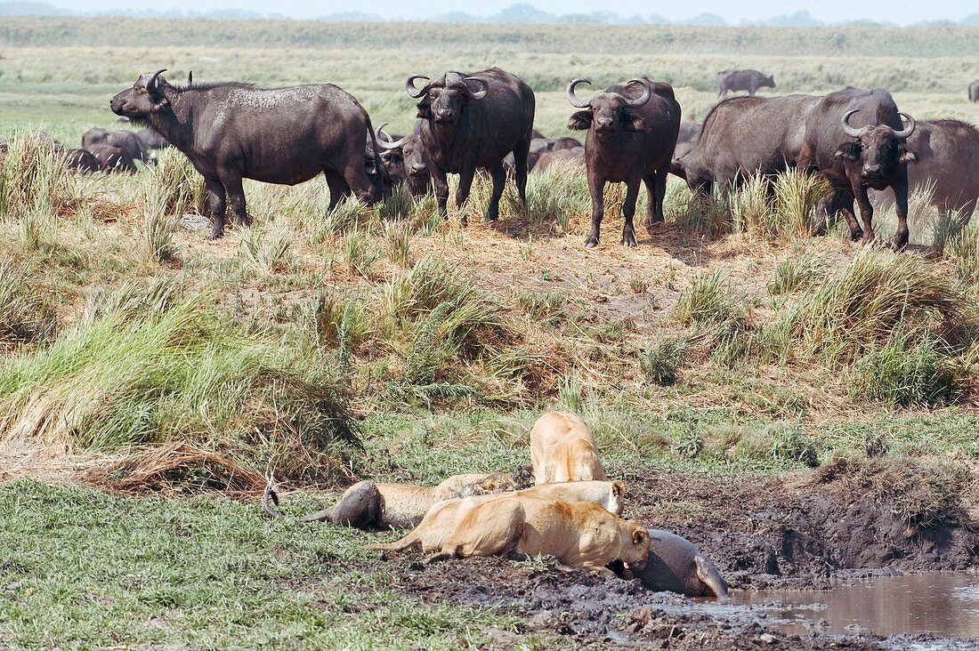Lionesses feeding on their buffalo kill