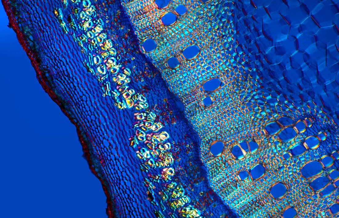 Cannabis plant stem,light micrograph