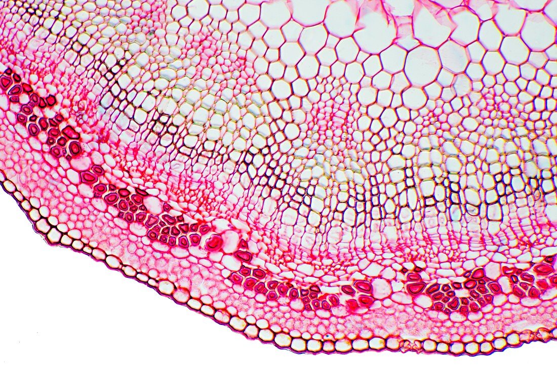 Flax plant stem,light micrograph
